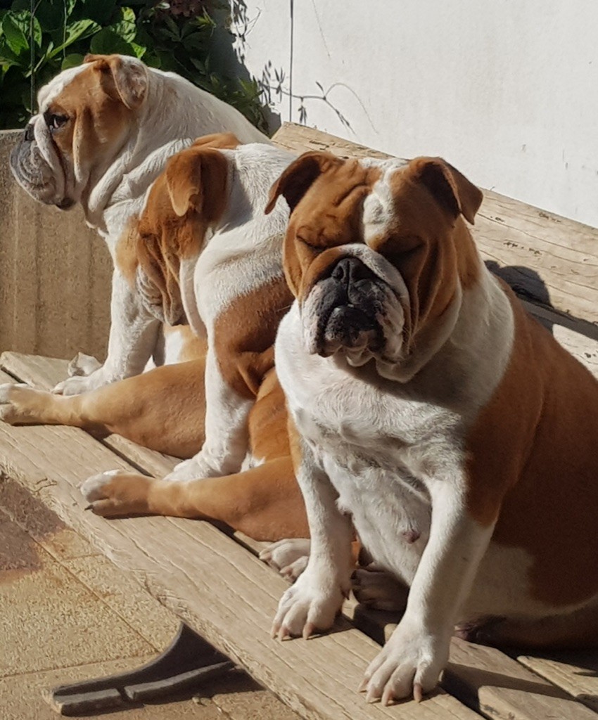 NAISSANCE imminente de chiots Bulldogs anglais lof 