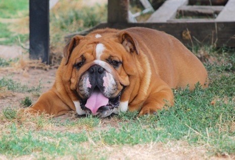 Naissance bulldog anglais à venir 