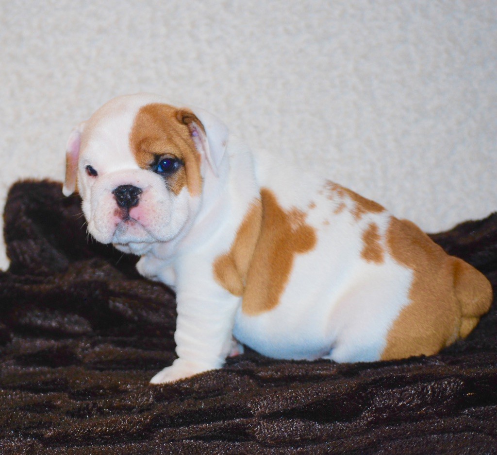 Des Jardins Du Vieux Temple Sacre - Chiots disponibles - Bulldog Anglais